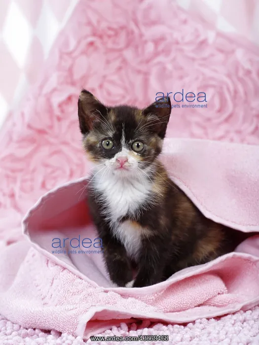 : 80200858 Cat - kitten Jean-Michel Labat All images : 80200858 Cat - kitten Jean-Michel Labat All images