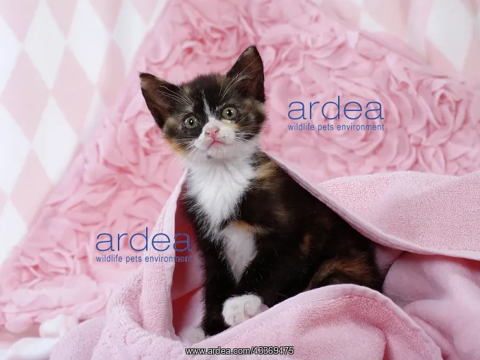 : 80200859 Cat - kitten Jean-Michel Labat All images : 80200859 Cat - kitten Jean-Michel Labat All images