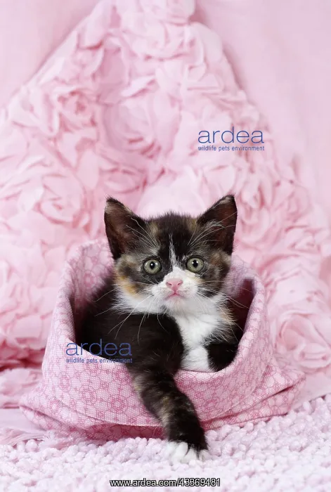 : 80200860 Cat - kitten Jean-Michel Labat All images : 80200860 Cat - kitten Jean-Michel Labat All images
