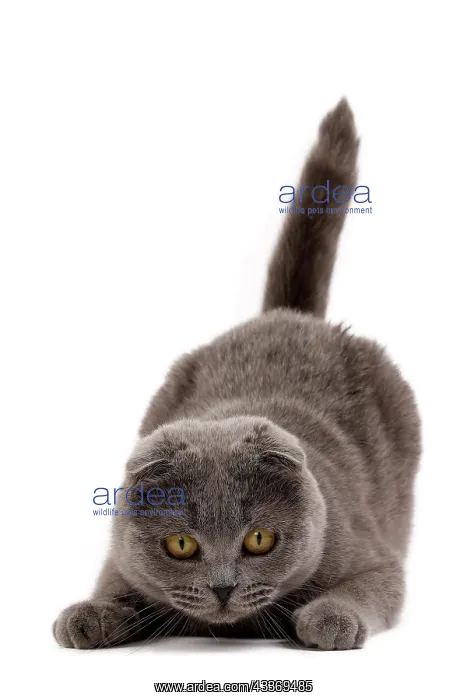 : 80200861 Cat - Scottish Fold Jean-Michel Labat All : 80200861 Cat - Scottish Fold Jean-Michel Labat All