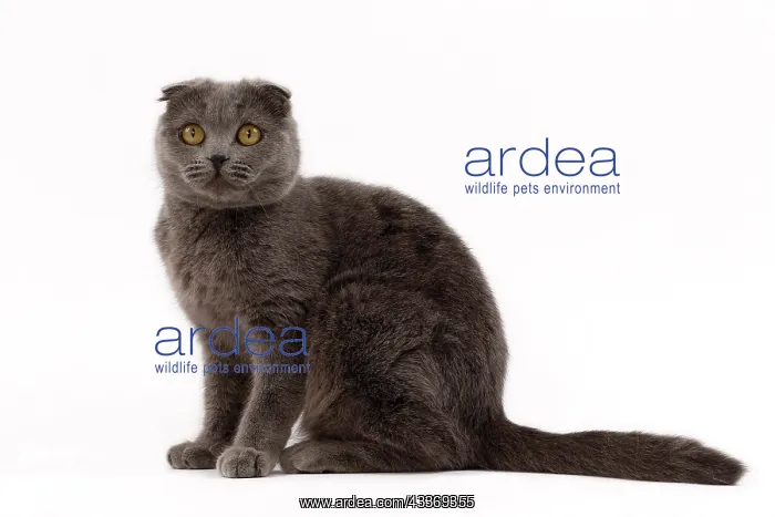  : 80200862 Cat - Scottish Fold Jean-Michel Labat All
