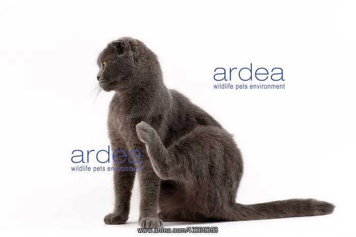 : 80200863 Cat - Scottish Fold Jean-Michel Labat All : 80200863 Cat - Scottish Fold Jean-Michel Labat All