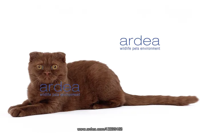 : 80200864 Cat - Scottish Fold Jean-Michel Labat All : 80200864 Cat - Scottish Fold Jean-Michel Labat All