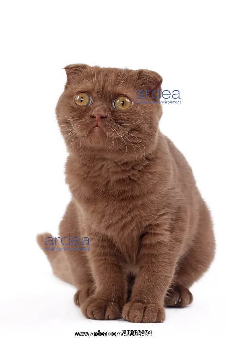 : 80200865 Cat - Scottish Fold Jean-Michel Labat All : 80200865 Cat - Scottish Fold Jean-Michel Labat All