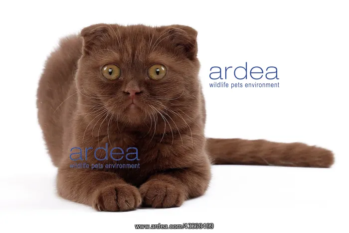 : 80200866 Cat - Scottish Fold Jean-Michel Labat All : 80200866 Cat - Scottish Fold Jean-Michel Labat All