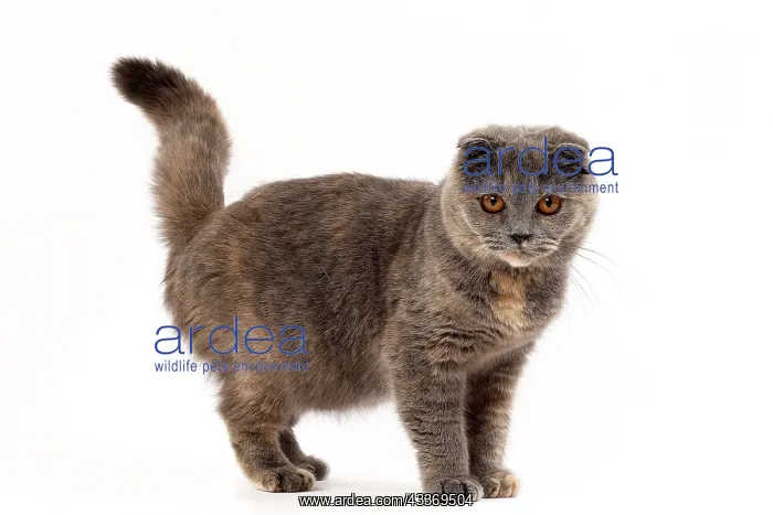 : 80200867 Cat - Scottish Fold Jean-Michel Labat All : 80200867 Cat - Scottish Fold Jean-Michel Labat All