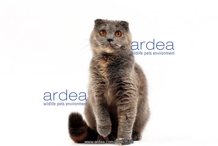 : 80200868 Cat - Scottish Fold Jean-Michel Labat All : 80200868 Cat - Scottish Fold Jean-Michel Labat All