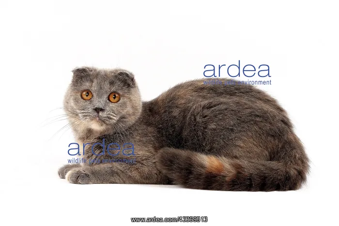 : 80200869 Cat - Scottish Fold Jean-Michel Labat All : 80200869 Cat - Scottish Fold Jean-Michel Labat All