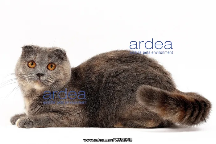 : 80200870 Cat - Scottish Fold Jean-Michel Labat All : 80200870 Cat - Scottish Fold Jean-Michel Labat All