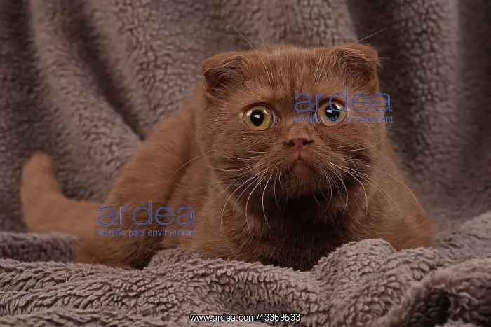 : 80200873 Cat - Scottish Fold Jean-Michel Labat All : 80200873 Cat - Scottish Fold Jean-Michel Labat All
