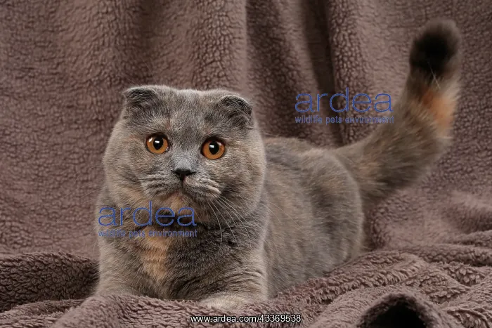 : 80200874 Cat - Scottish Fold Jean-Michel Labat All : 80200874 Cat - Scottish Fold Jean-Michel Labat All