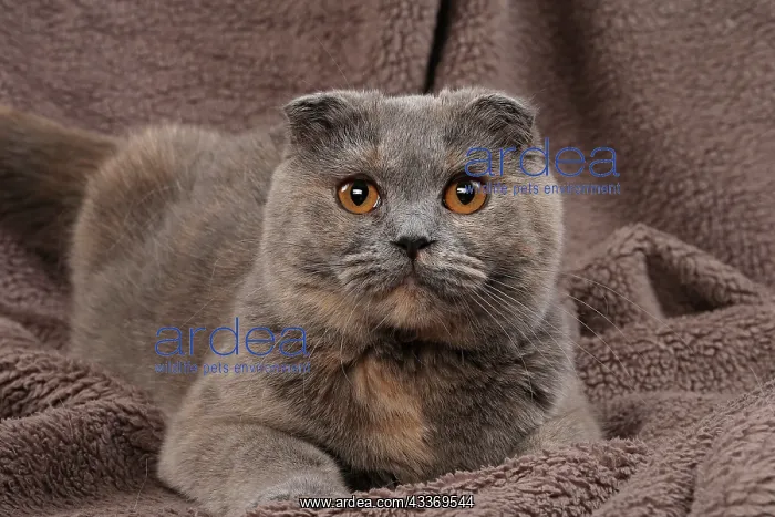 : 80200875 Cat - Scottish Fold Jean-Michel Labat All : 80200875 Cat - Scottish Fold Jean-Michel Labat All