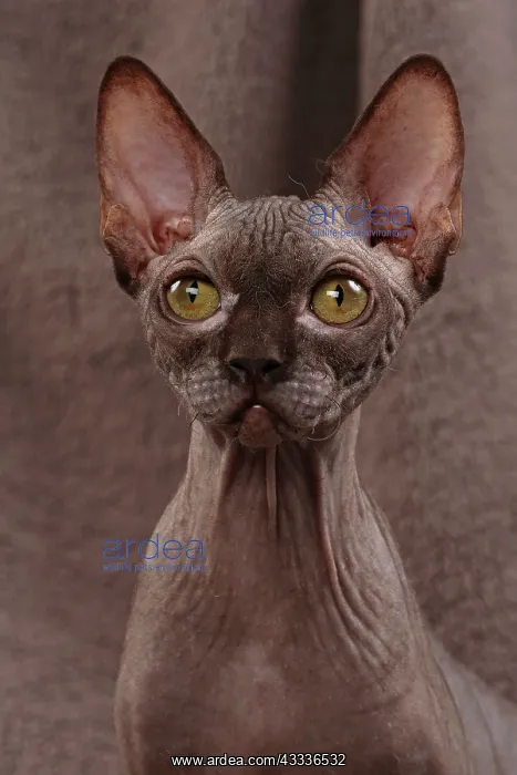 : 80200880 Cat - Sphynx Jean-Michel Labat All images : 80200880 Cat - Sphynx Jean-Michel Labat All images