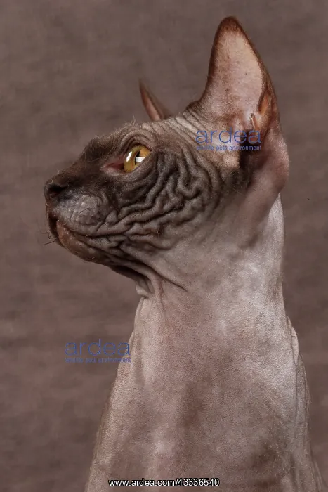 : 80200881 Cat - Sphynx Jean-Michel Labat All images : 80200881 Cat - Sphynx Jean-Michel Labat All images