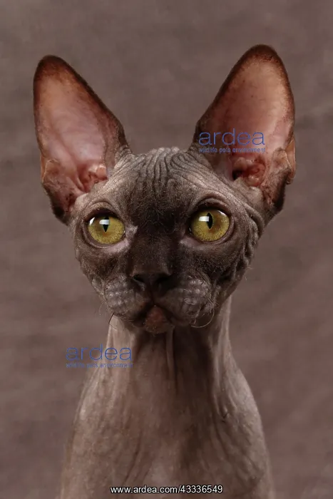 : 80200882 Cat - Sphynx Jean-Michel Labat All images : 80200882 Cat - Sphynx Jean-Michel Labat All images