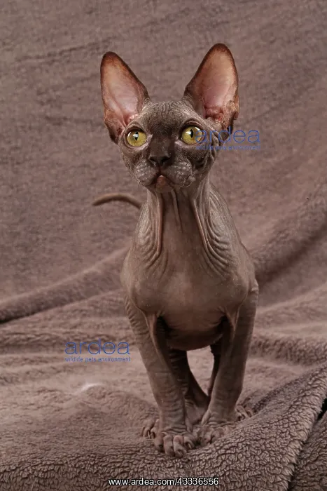  : 80200883 Cat - Sphynx Jean-Michel Labat All images