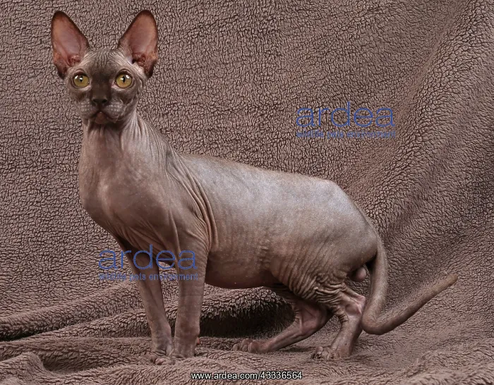 : 80200884 Cat - Sphynx Jean-Michel Labat All images : 80200884 Cat - Sphynx Jean-Michel Labat All images