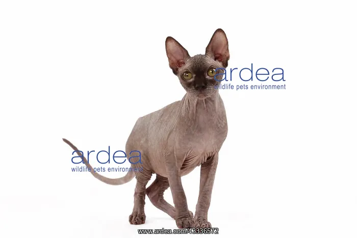 : 80200885 Cat - Sphynx Jean-Michel Labat All images : 80200885 Cat - Sphynx Jean-Michel Labat All images