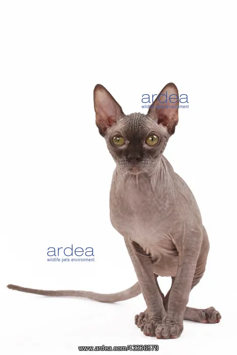 : 80200886 Cat - Sphynx Jean-Michel Labat All images : 80200886 Cat - Sphynx Jean-Michel Labat All images