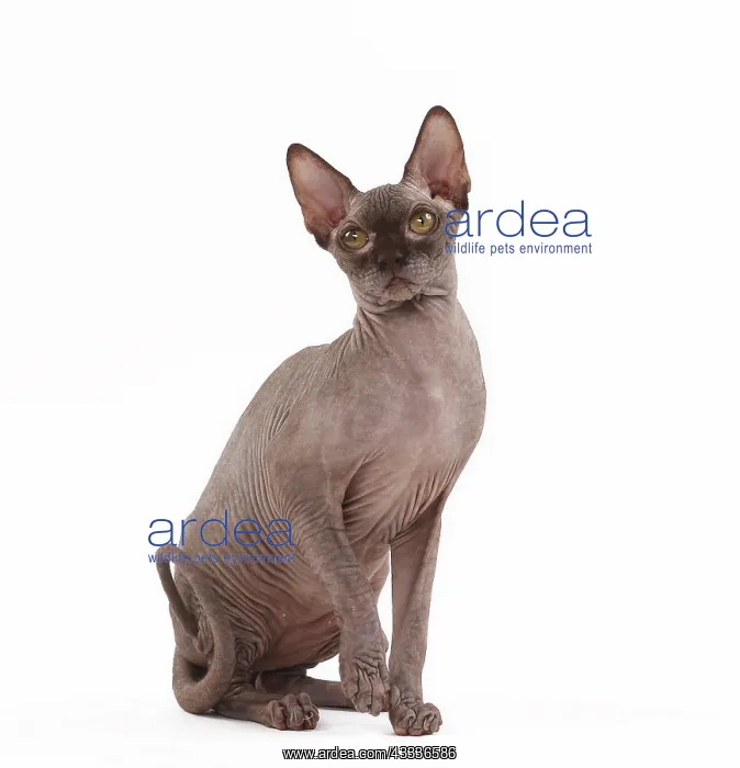 : 80200887 Cat - Sphynx Jean-Michel Labat All images : 80200887 Cat - Sphynx Jean-Michel Labat All images