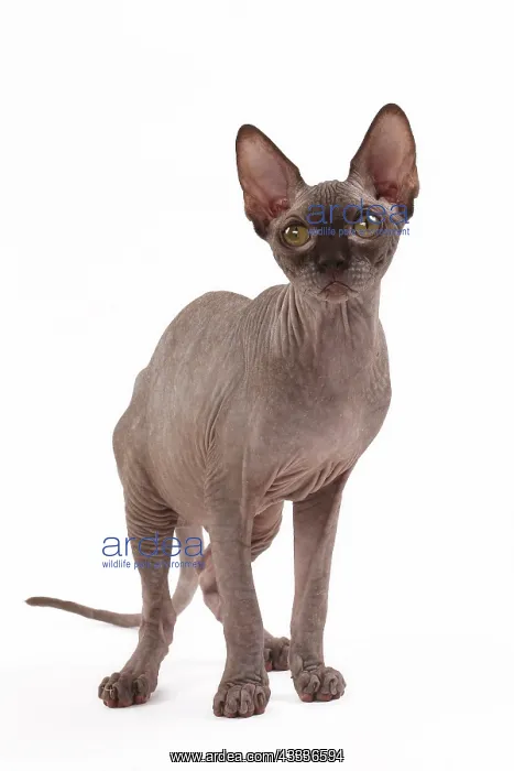 : 80200888 Cat - Sphynx Jean-Michel Labat All images : 80200888 Cat - Sphynx Jean-Michel Labat All images