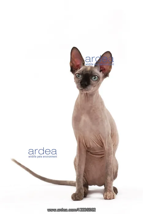 : 80200889 Cat - Sphynx Jean-Michel Labat All images : 80200889 Cat - Sphynx Jean-Michel Labat All images