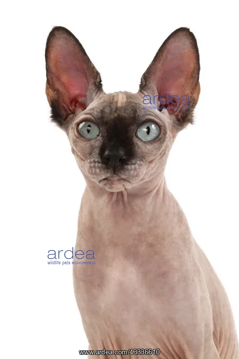 : 80200890 Cat - Sphynx Jean-Michel Labat All images : 80200890 Cat - Sphynx Jean-Michel Labat All images