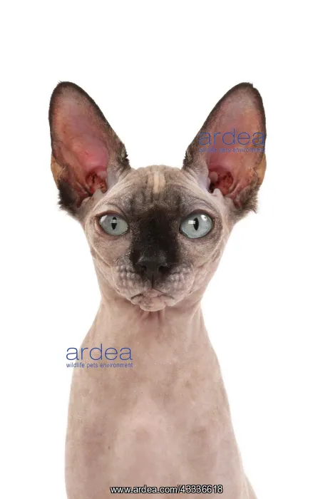 : 80200891 Cat - Sphynx Jean-Michel Labat All images : 80200891 Cat - Sphynx Jean-Michel Labat All images