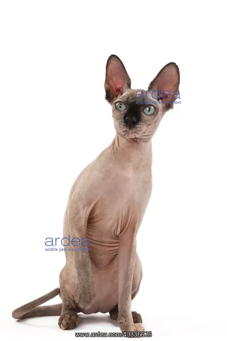 : 80200892 Cat - Sphynx Jean-Michel Labat All images : 80200892 Cat - Sphynx Jean-Michel Labat All images