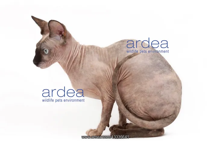: 80200894 Cat - Sphynx Jean-Michel Labat All images : 80200894 Cat - Sphynx Jean-Michel Labat All images