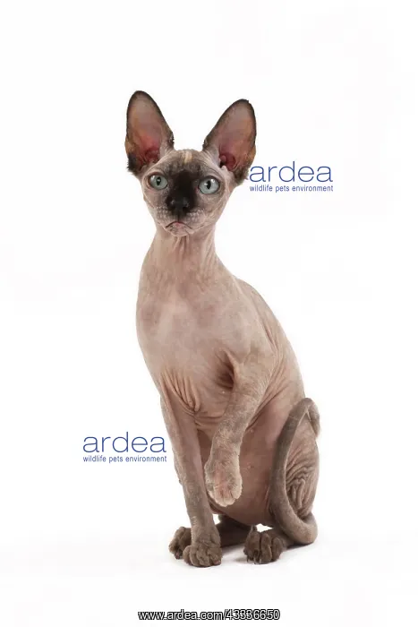: 80200895 Cat - Sphynx Jean-Michel Labat All images : 80200895 Cat - Sphynx Jean-Michel Labat All images