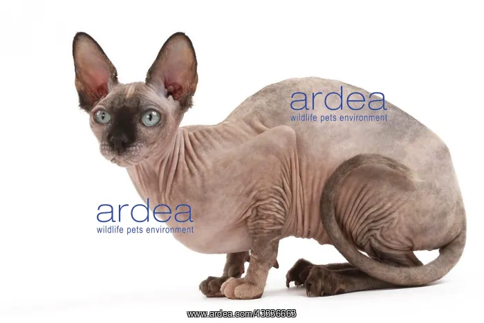 : 80200897 Cat - Sphynx Jean-Michel Labat All images : 80200897 Cat - Sphynx Jean-Michel Labat All images