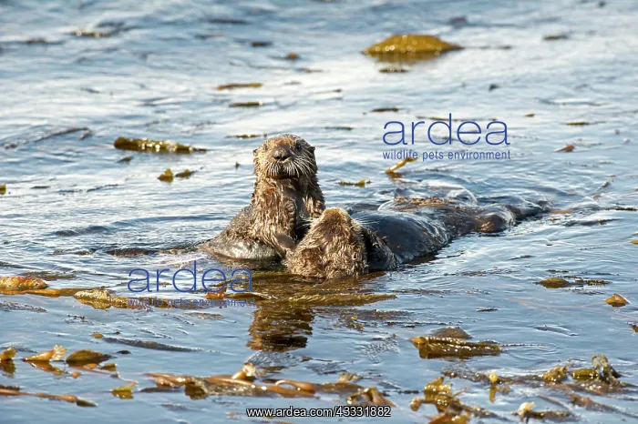 : 80200979 California Sea Otter - mother and pup feeding : 80200979 California Sea Otter - mother and pup feeding