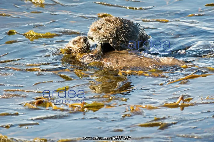 : 80200980 California Sea Otter - mother and pup feeding : 80200980 California Sea Otter - mother and pup feeding
