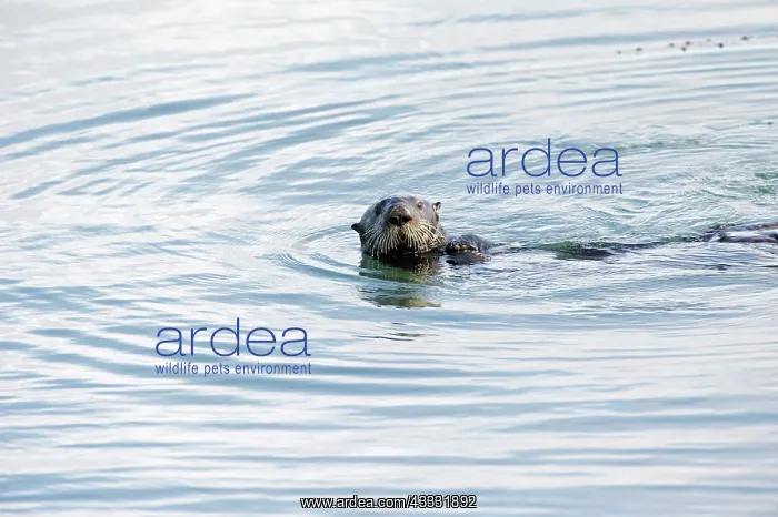  : 80200981 California Sea Otter Morro Bay, California