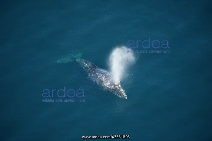 : 80200982 Gray / Grey Whale - aerial view of whale : 80200982 Gray / Grey Whale - aerial view of whale