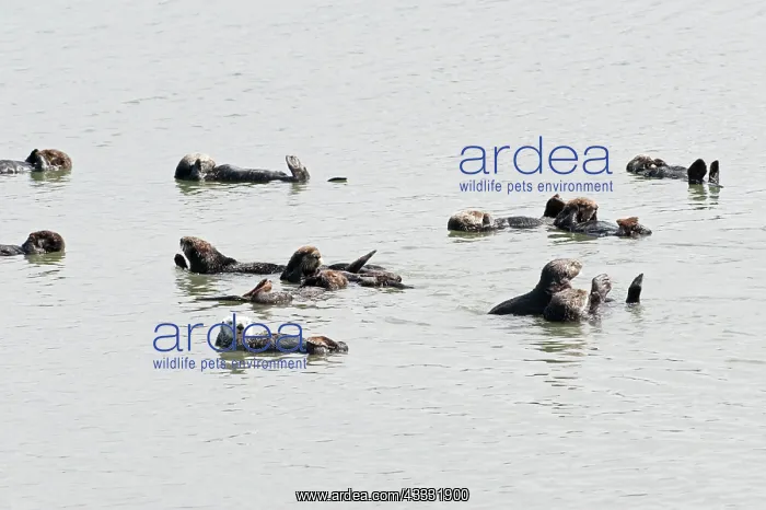 : 80200983 California Sea Otter - raft of male sea : 80200983 California Sea Otter - raft of male sea