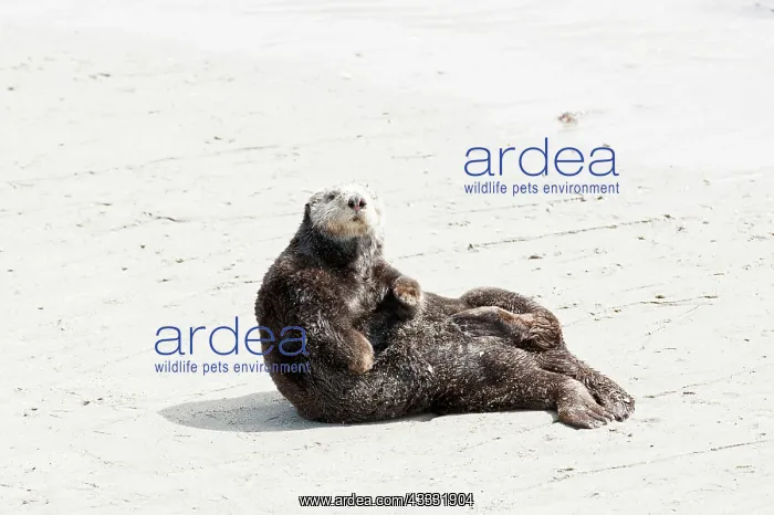 : 80200984 California Sea Otter - hauled out on the : 80200984 California Sea Otter - hauled out on the
