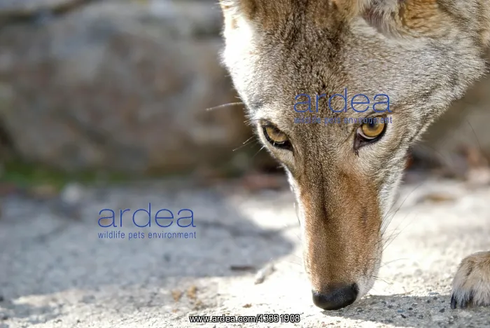 : 80200985 Coyote Southern California, USA Canis latrans : 80200985 Coyote Southern California, USA Canis latrans