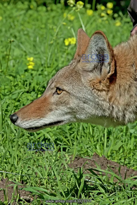 : 80200986 Coyote Southern California, USA Canis latrans : 80200986 Coyote Southern California, USA Canis latrans