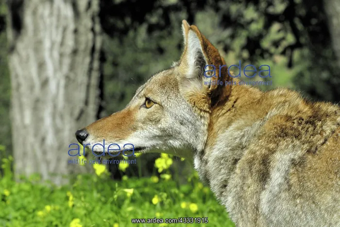 : 80200987 Coyote Southern California, USA Canis latrans : 80200987 Coyote Southern California, USA Canis latrans