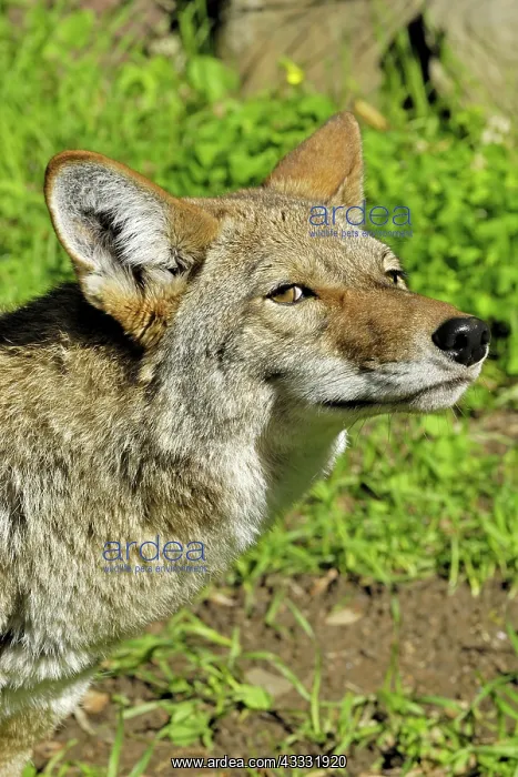 : 80200988 Coyote Southern California, USA Canis latrans : 80200988 Coyote Southern California, USA Canis latrans