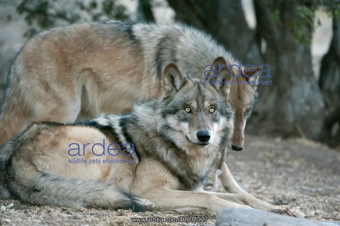: 80200989 Arctic Gray Wolf - Calfiornia Wolf Center : 80200989 Arctic Gray Wolf - Calfiornia Wolf Center
