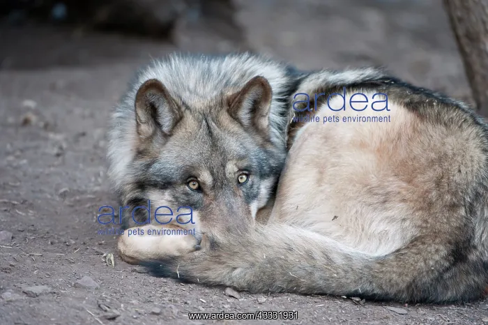 : 80200990 Arctic Gray Wolf - Calfiornia Wolf Center : 80200990 Arctic Gray Wolf - Calfiornia Wolf Center