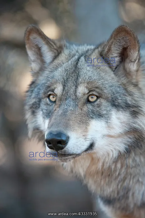 : 80200991 Arctic Gray Wolf - Calfiornia Wolf Center : 80200991 Arctic Gray Wolf - Calfiornia Wolf Center