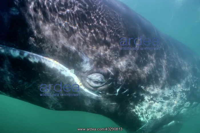 : 80200993 Gray / Grey Whale - underwater San Ignacio : 80200993 Gray / Grey Whale - underwater San Ignacio