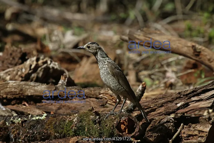 : 80200997 Regent Bowerbird - female Queensland, Australia : 80200997 Regent Bowerbird - female Queensland, Australia