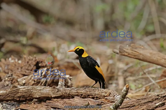 : 80200998 Regent Bowerbird - male Queensland, Australia : 80200998 Regent Bowerbird - male Queensland, Australia