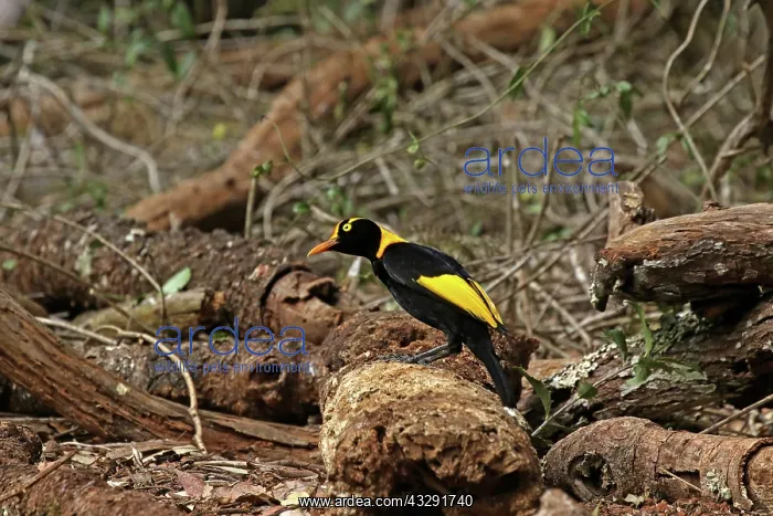 : 80200999 Regent Bowerbird - male Queensland, Australia : 80200999 Regent Bowerbird - male Queensland, Australia