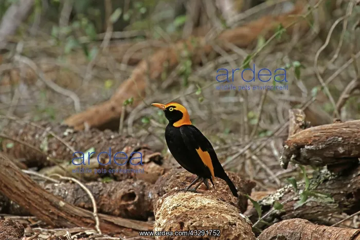 : 80201000 Regent Bowerbird - male Queensland, Australia : 80201000 Regent Bowerbird - male Queensland, Australia